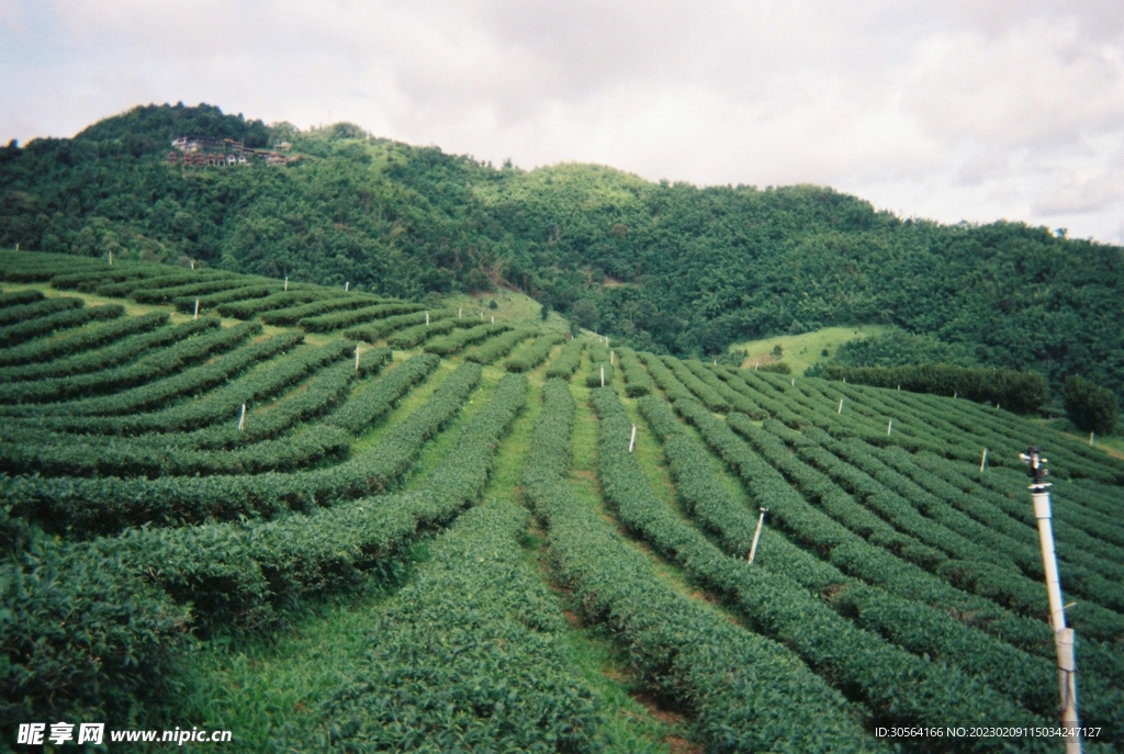 茶园茶山