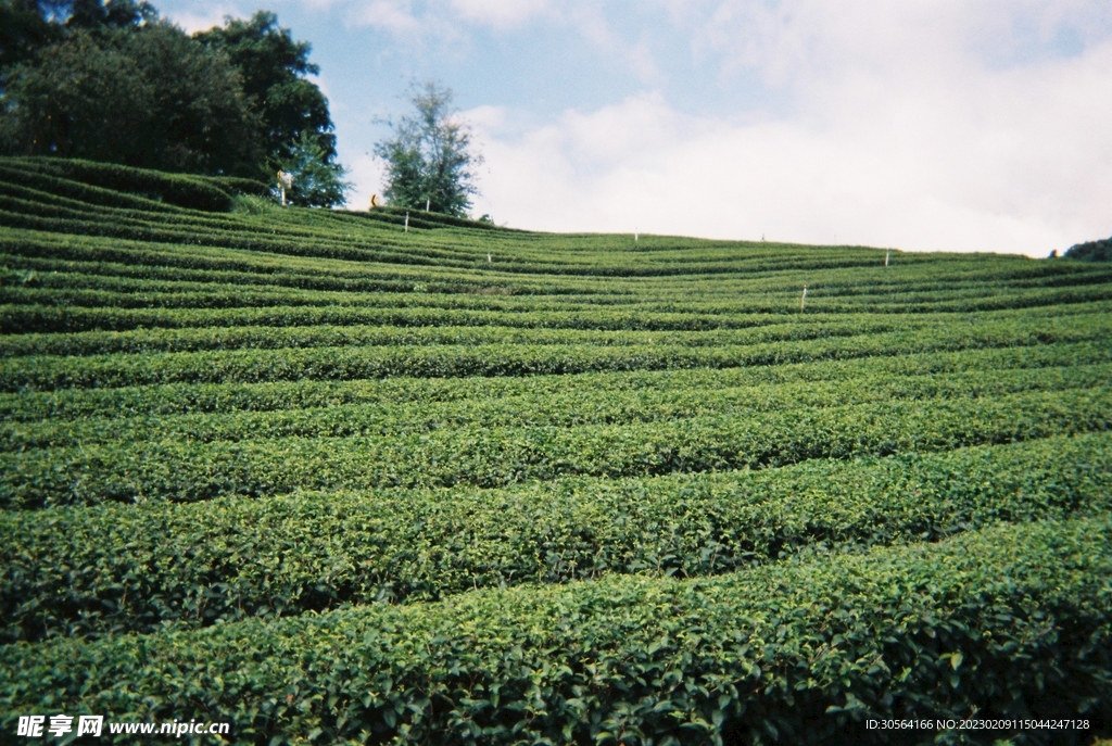 茶园茶山