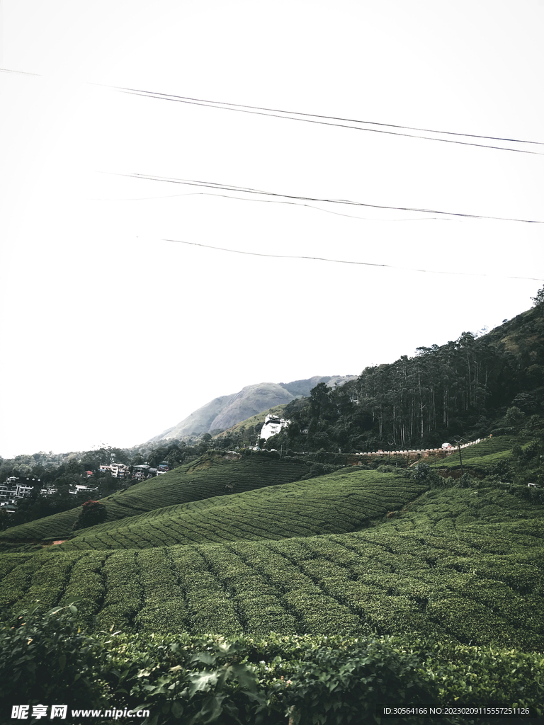 茶园