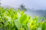 茶园茶叶