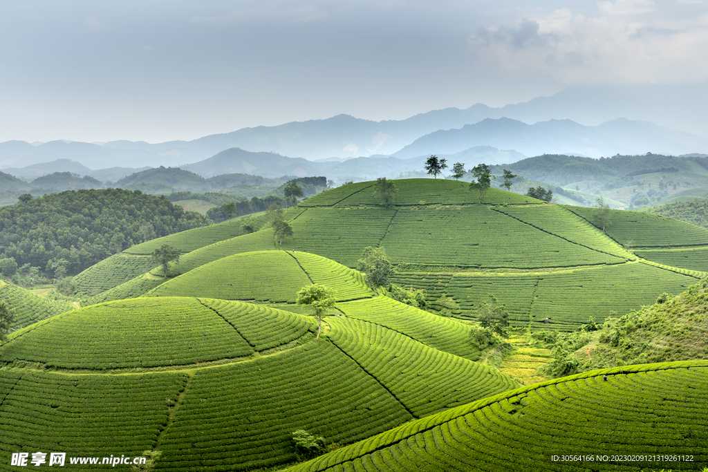 茶园茶山