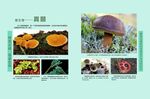 初中生物知识展板图片