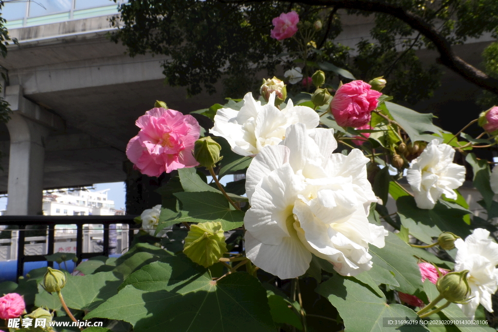 木芙蓉