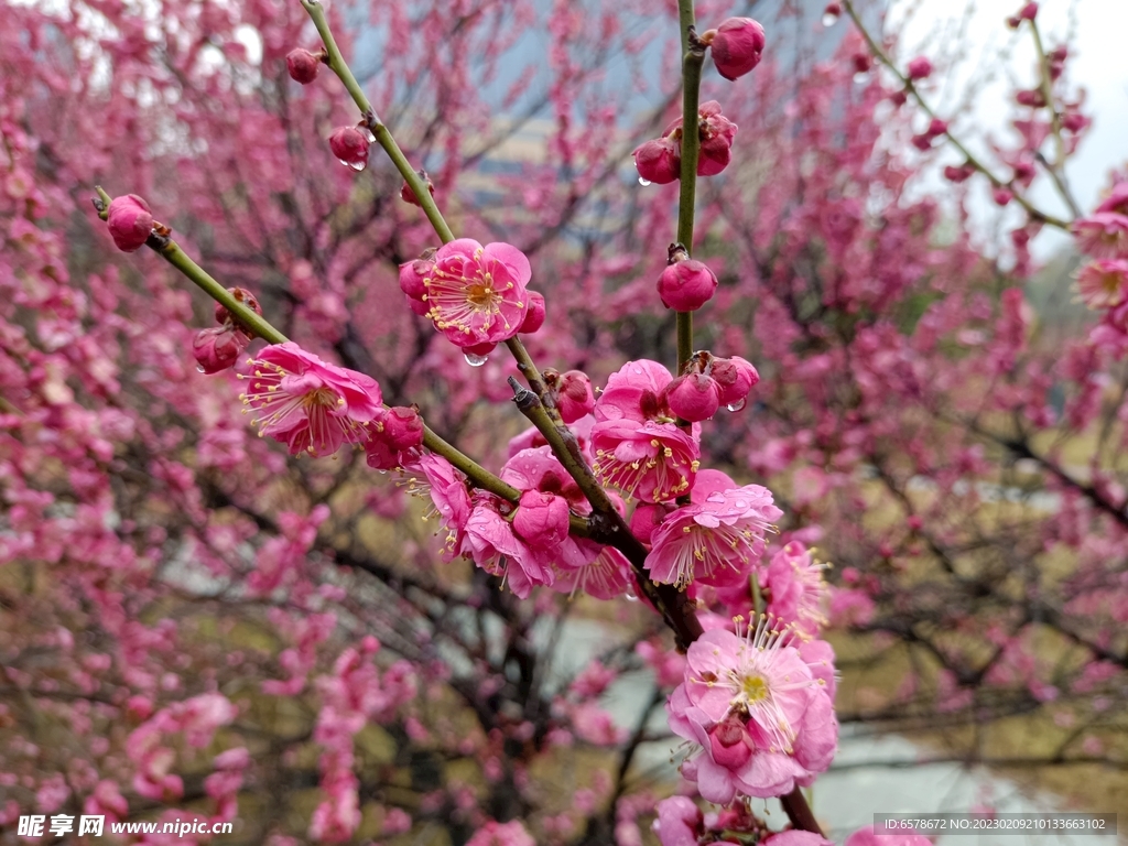 梅花