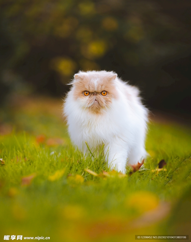 喜马拉雅猫