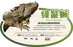 动物园广告牌绿鬣蜥
