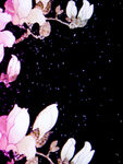 玉兰