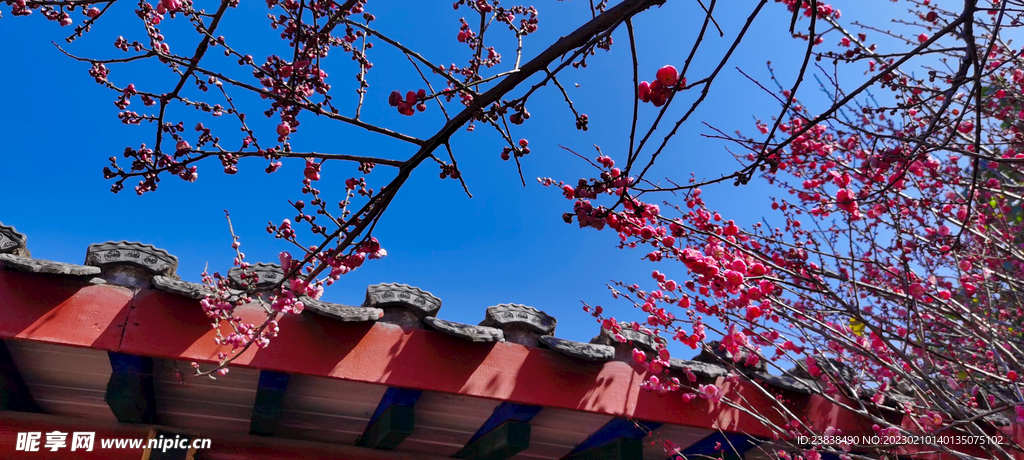 梅花