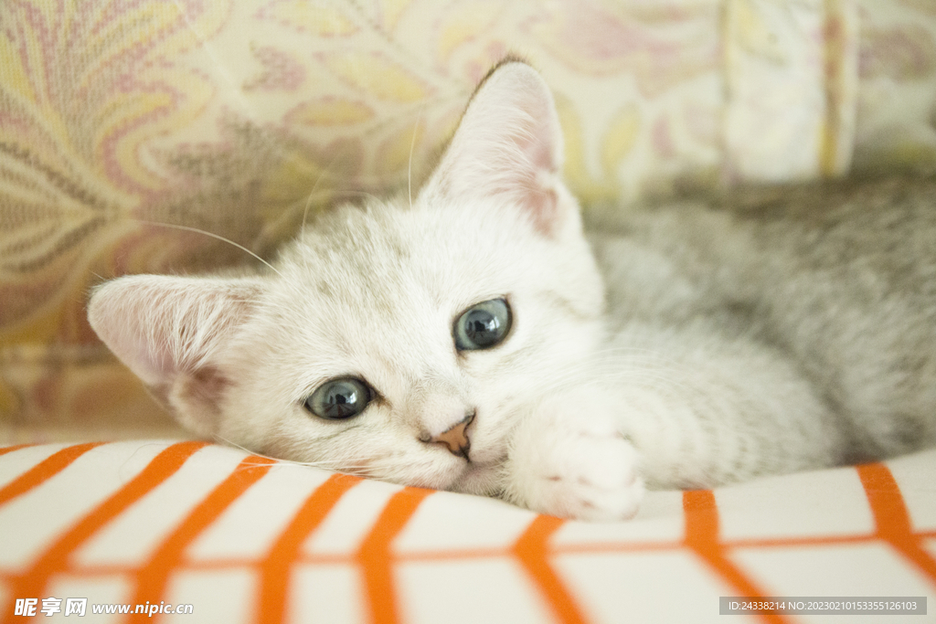 猫