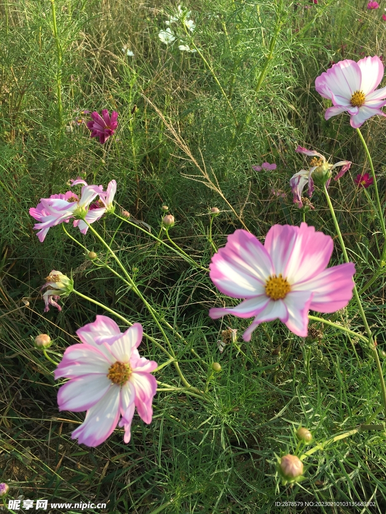 波斯菊  