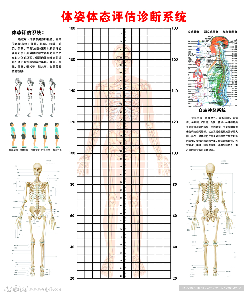 体资 体态 评估