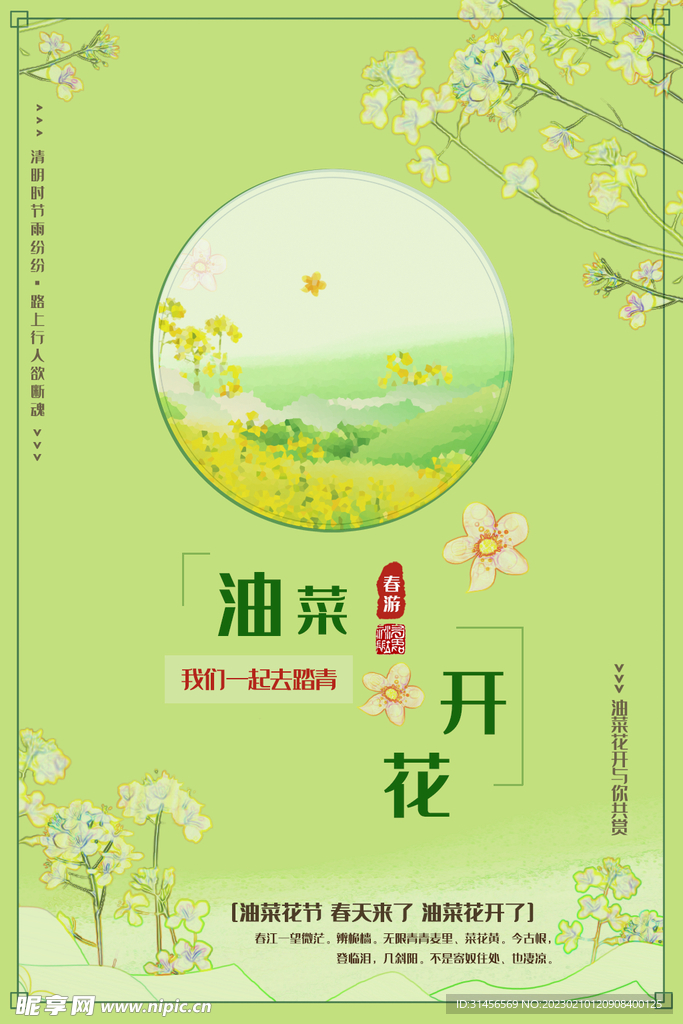 油菜花开