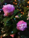 山茶花