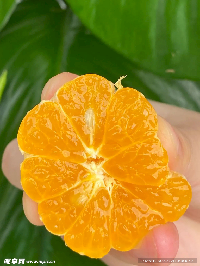 沙糖桔