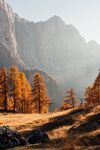 山林