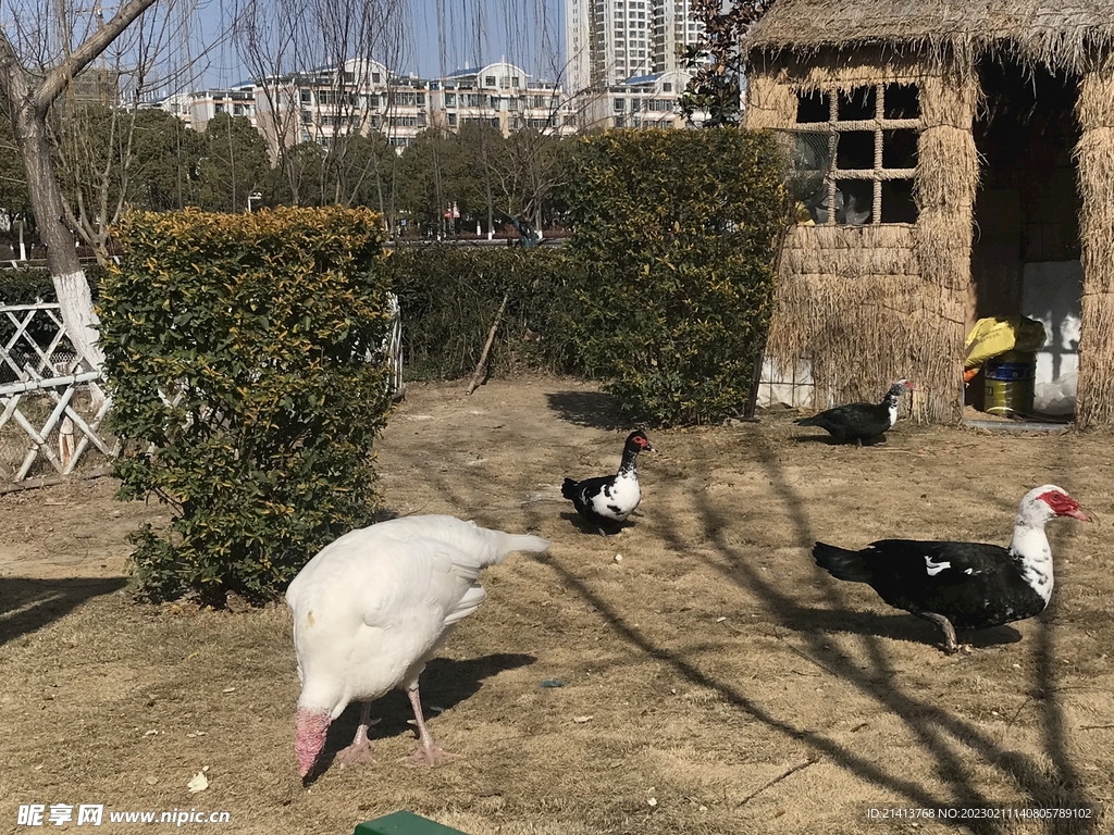 火鸡野鸡 