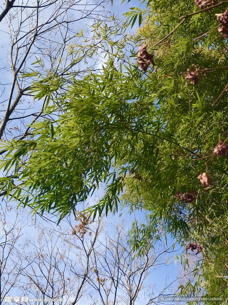 竹林竹叶竹子