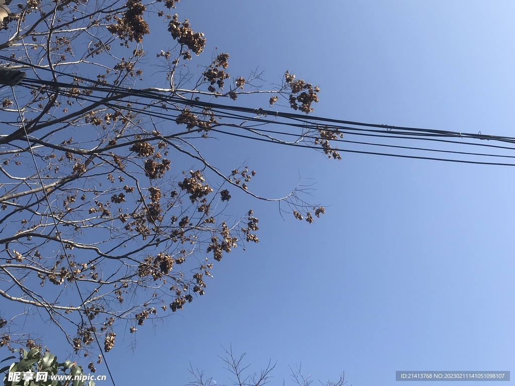 大树树木树林