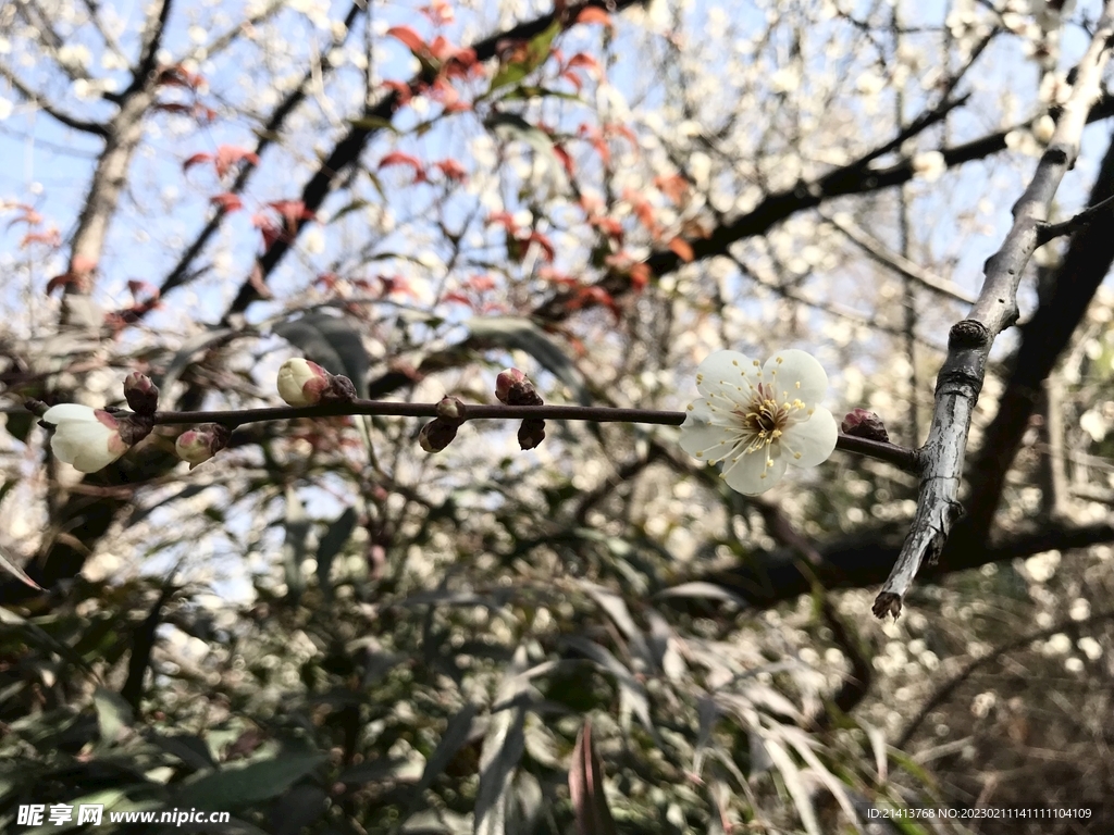 腊梅寒梅梅花 