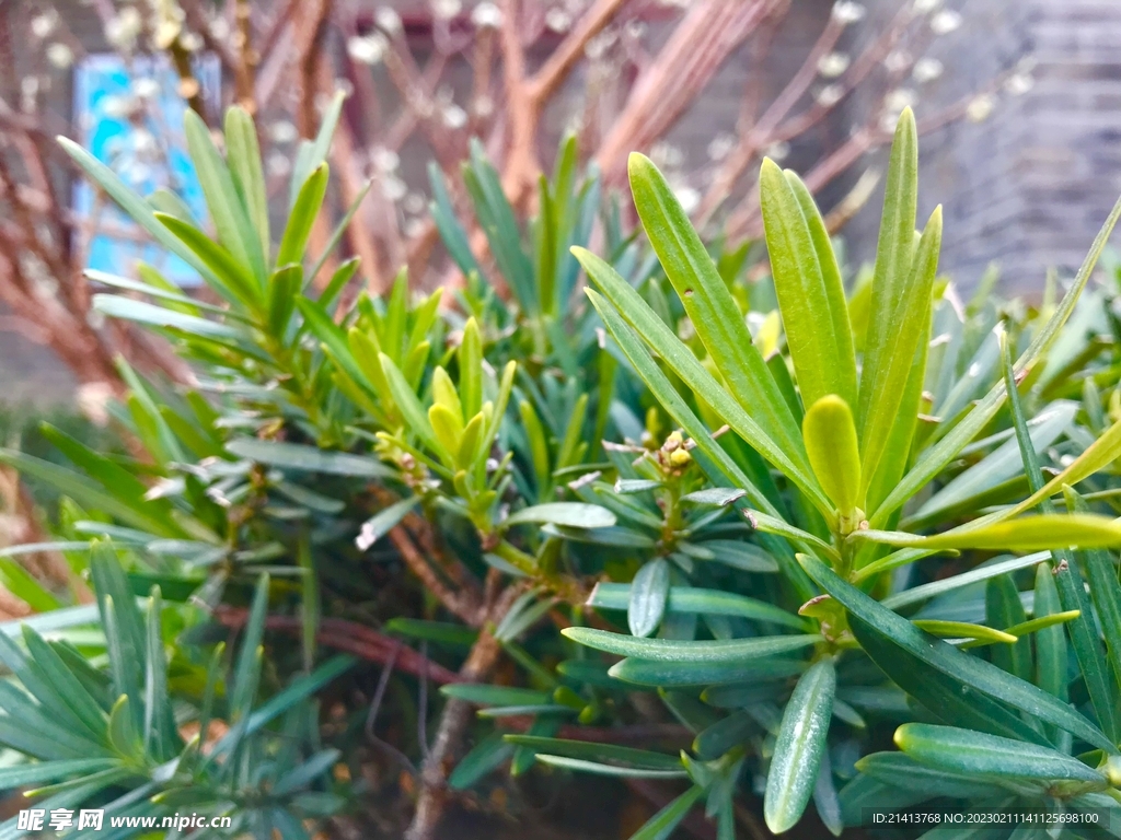 清新绿植植物 
