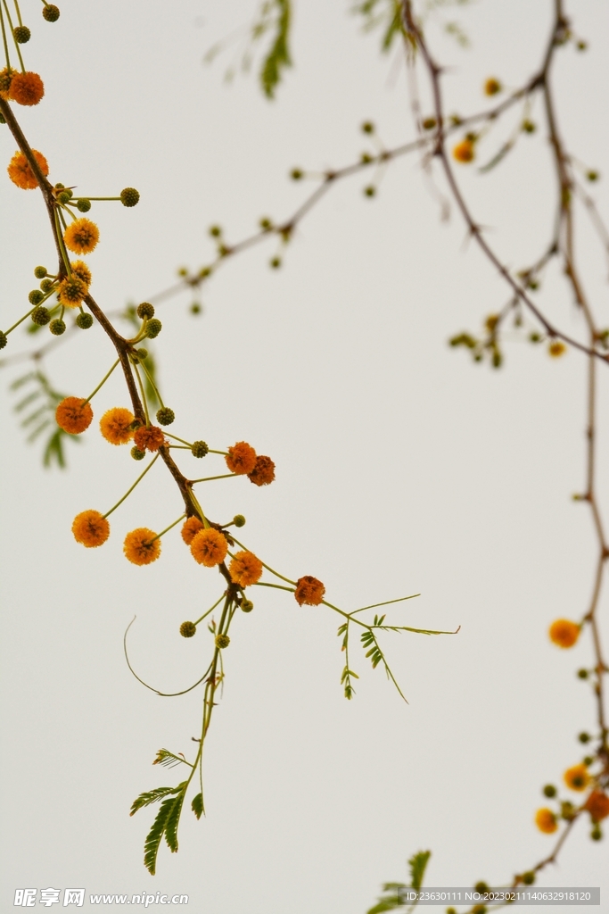 清新小花