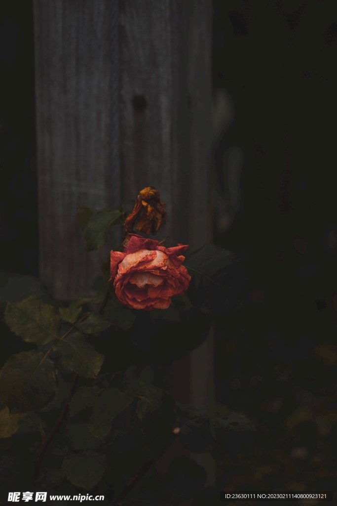 玫瑰花