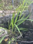 野草
