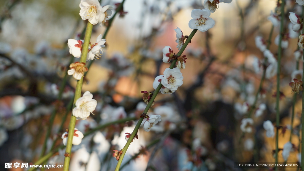 白色梅花