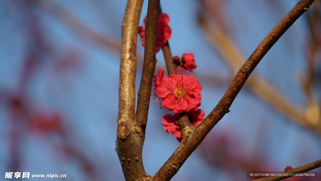 红色梅花