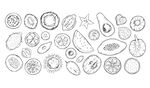 白描水果