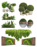 绿色植物盆栽