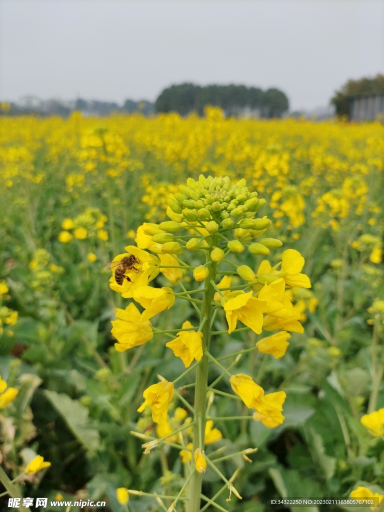 蜜蜂与花