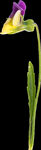 鲜花png 