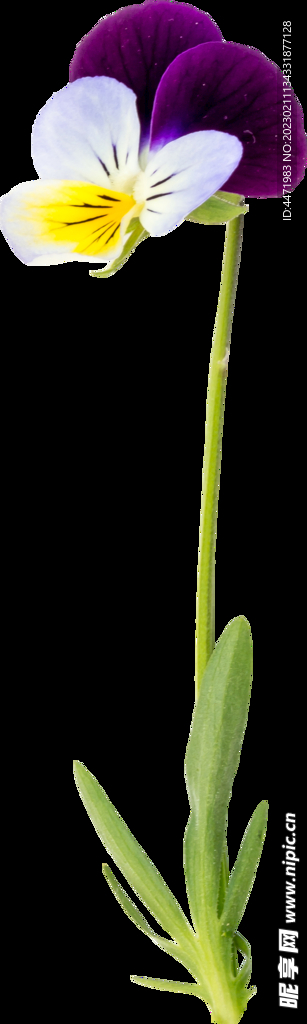 鲜花png
