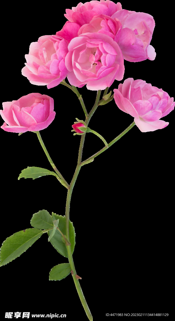 鲜花png 