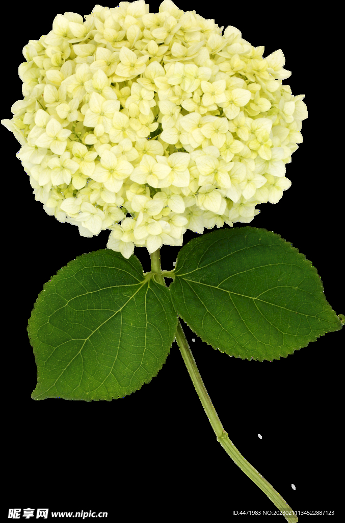 鲜花png .