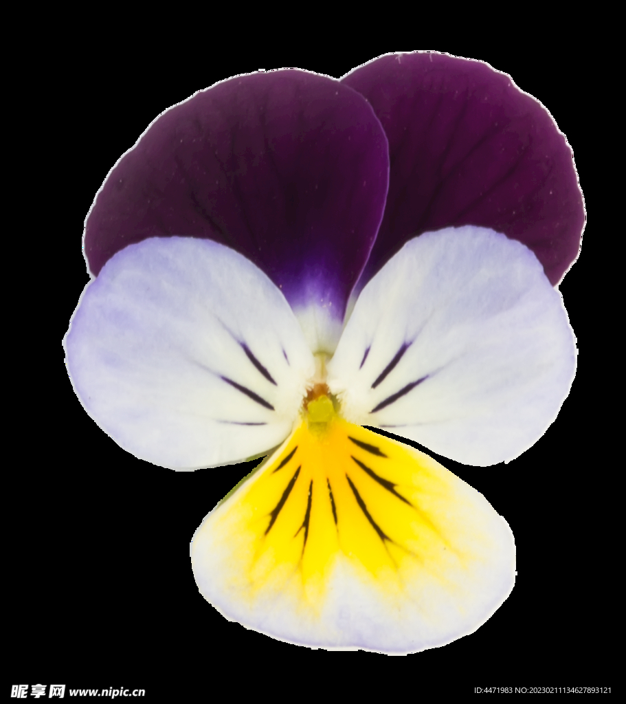 鲜花png