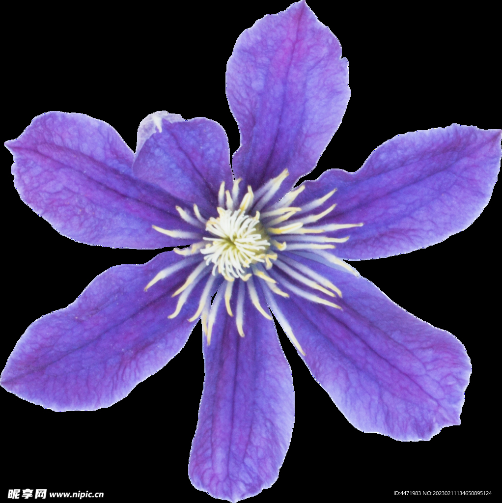 鲜花png