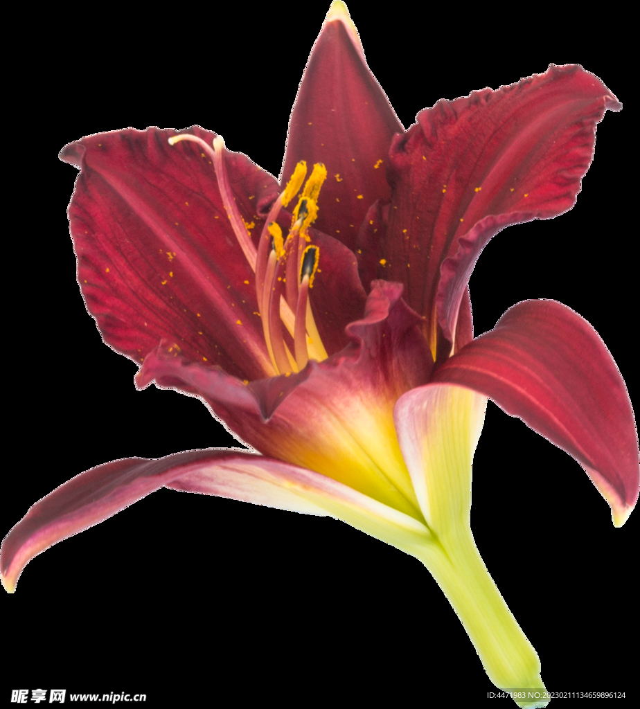 鲜花png 