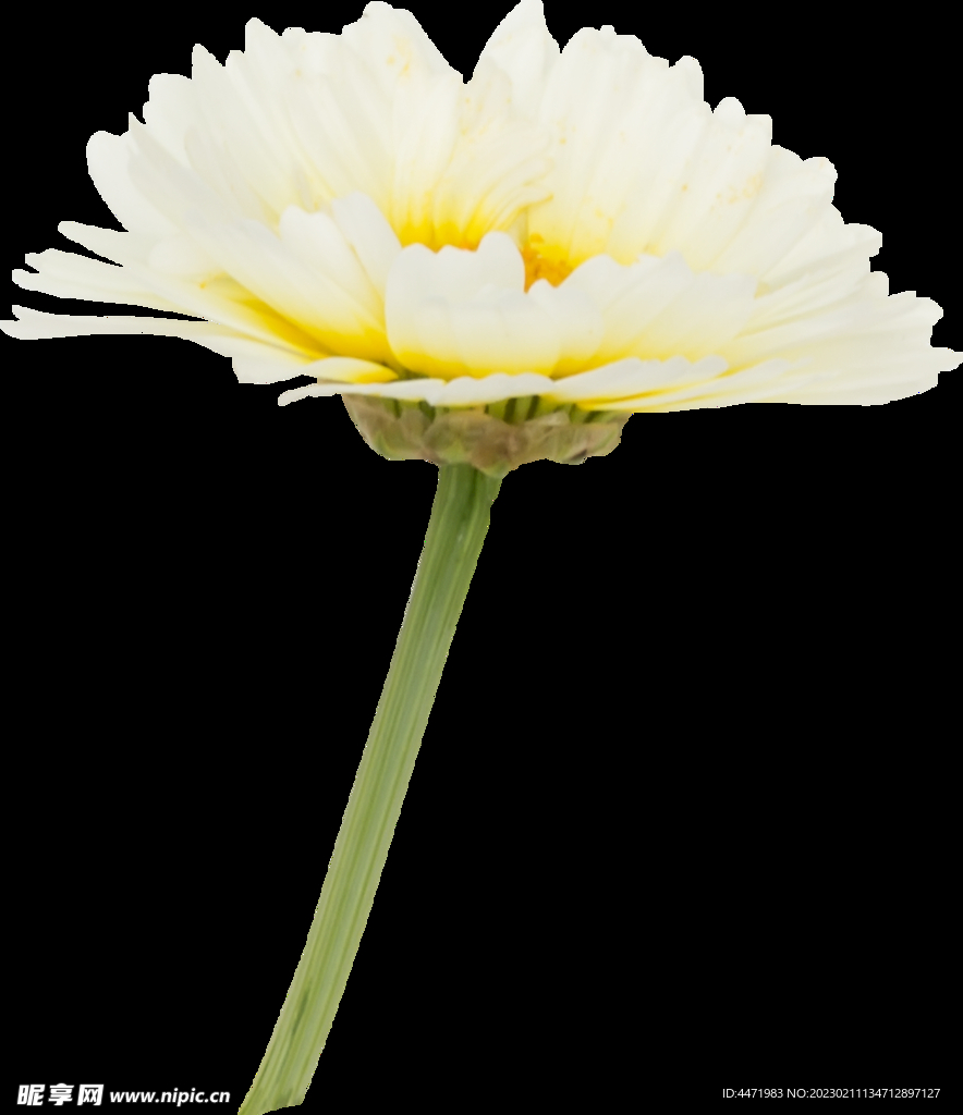 鲜花png