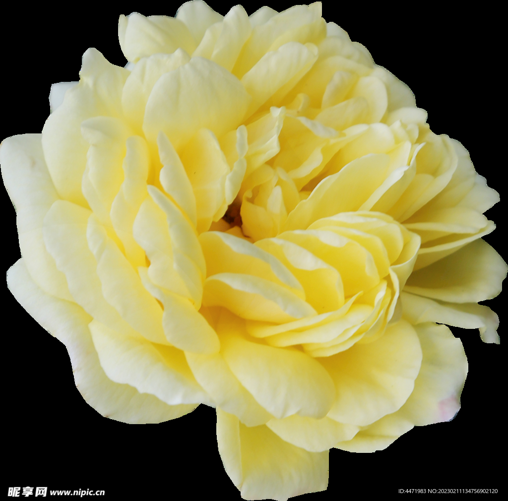 鲜花png 