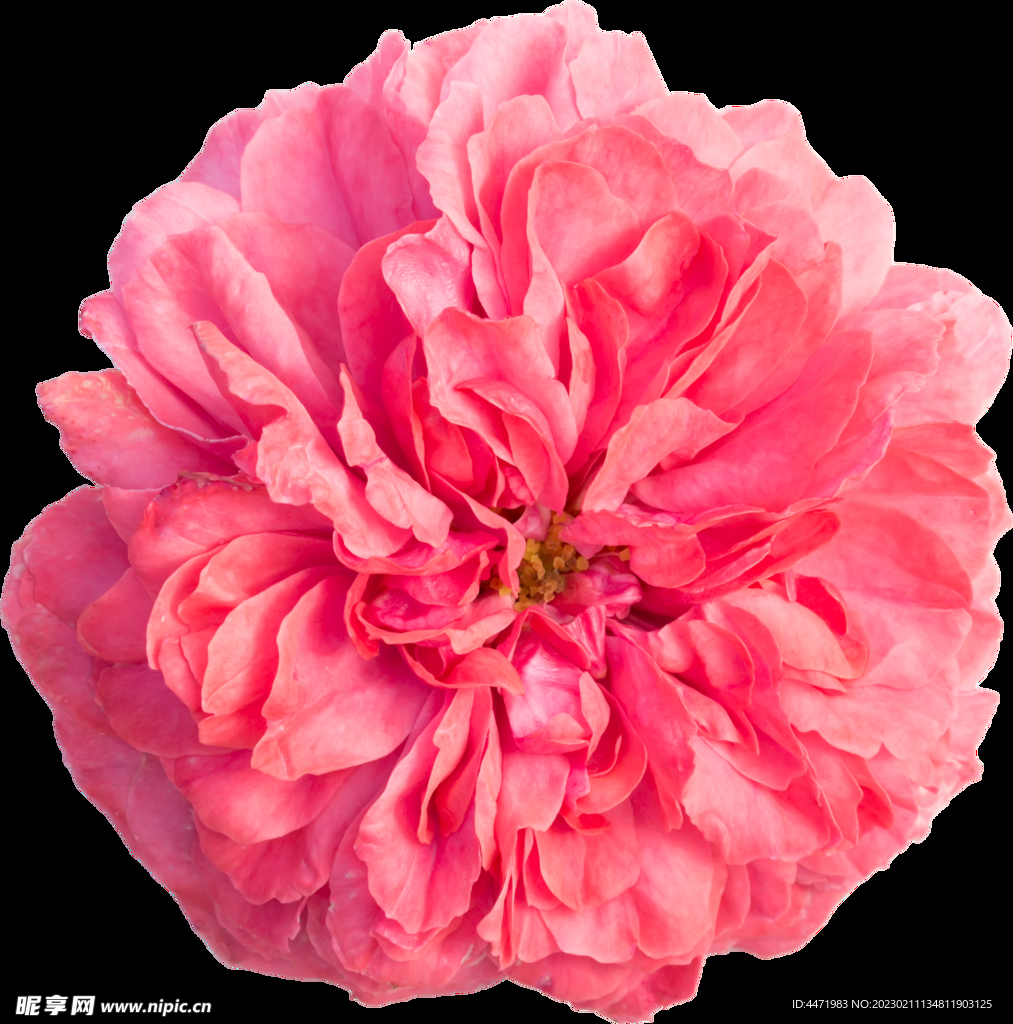 鲜花png 