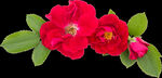 鲜花png