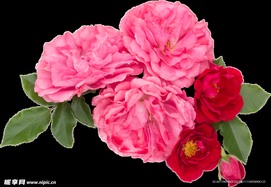 鲜花png 