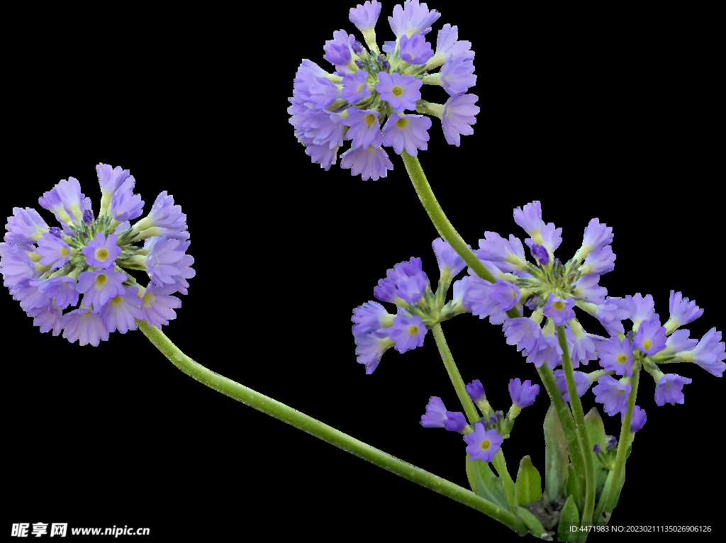 鲜花png 