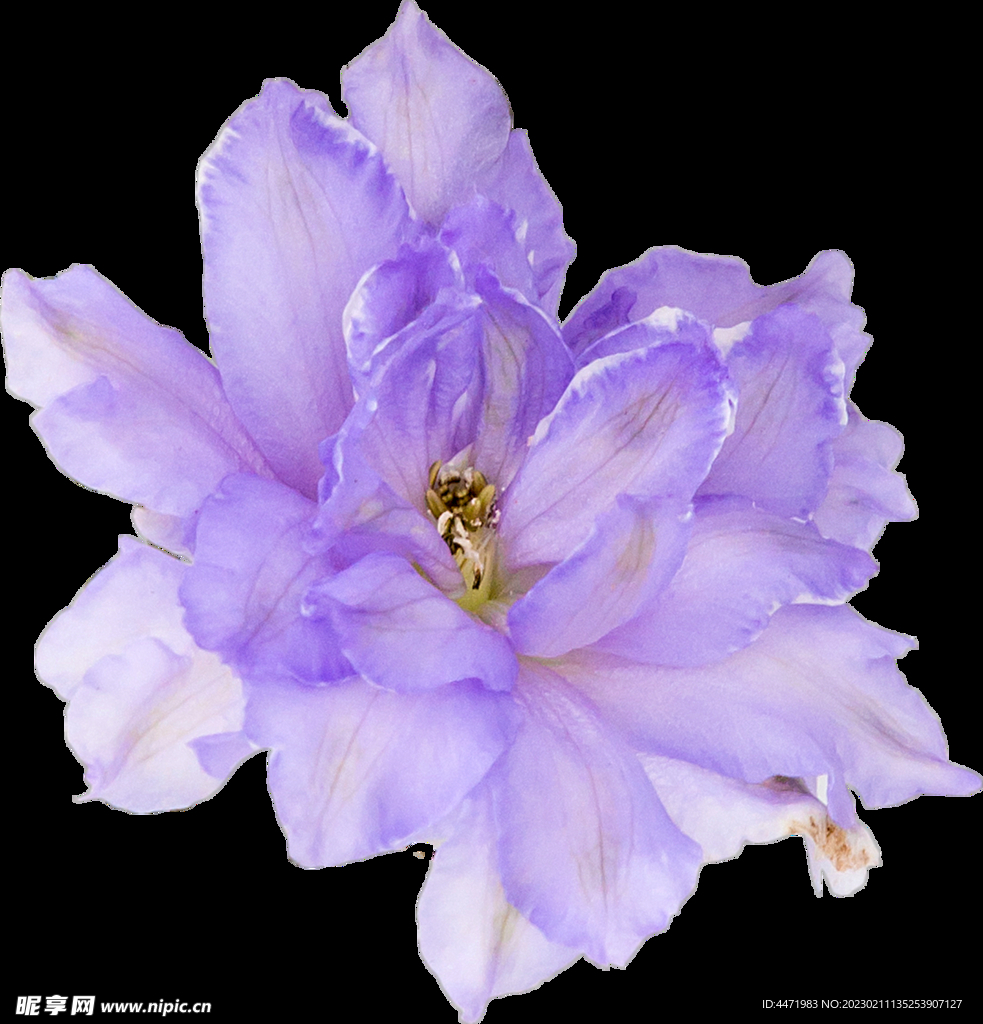 鲜花png .