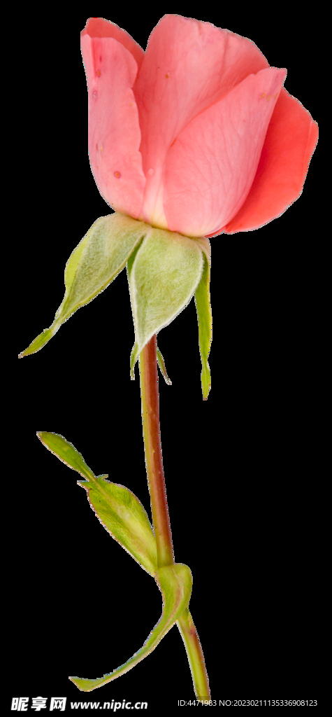 鲜花png .