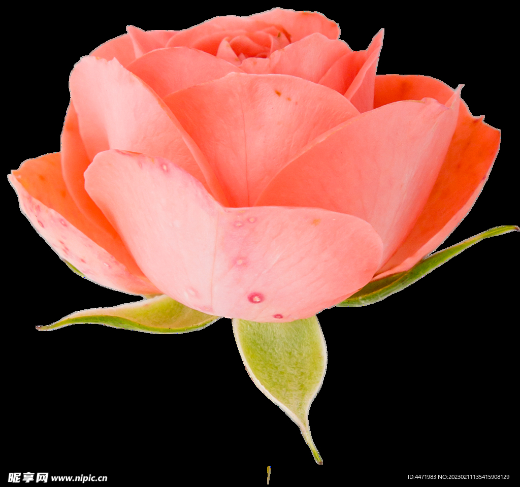 鲜花png