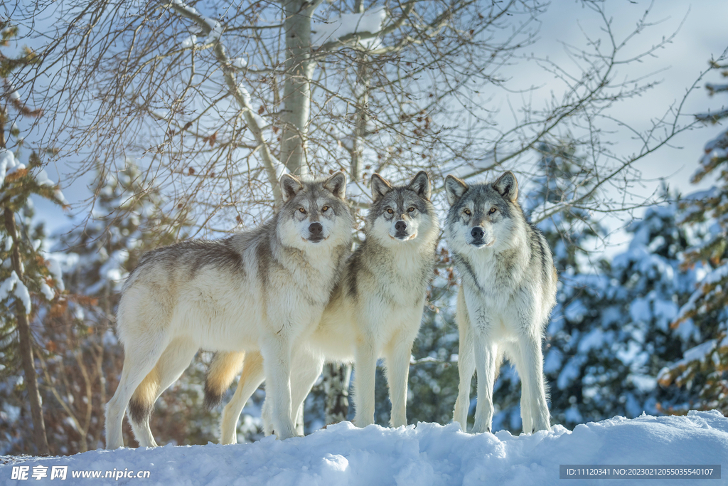 寒冷树林里注视目标的狼摄影图