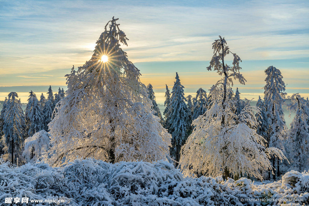 冬天里挂满冰雪的树木
